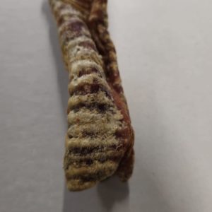 Beef Traechea 1pc