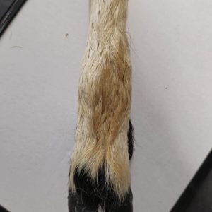 Goat Leg 1pc