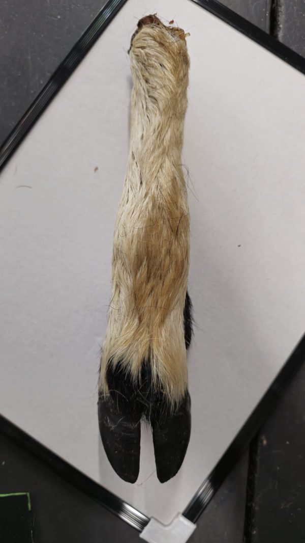 Goat Leg 1pc